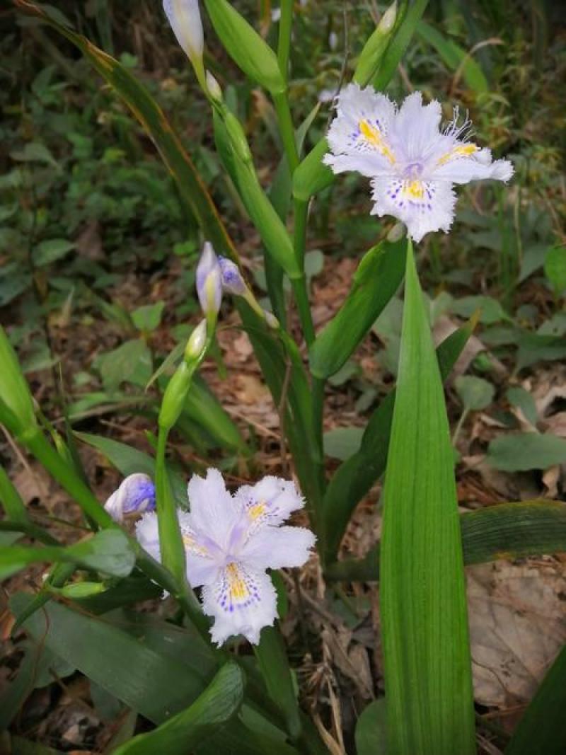 扁竹梗，莺尾，