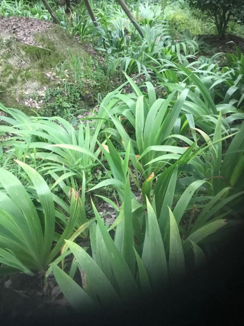 扁竹梗，莺尾，