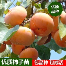 脆甜柿子树苗嫁接无核甜柿盆栽地栽阳台庭院南方北方种植当年