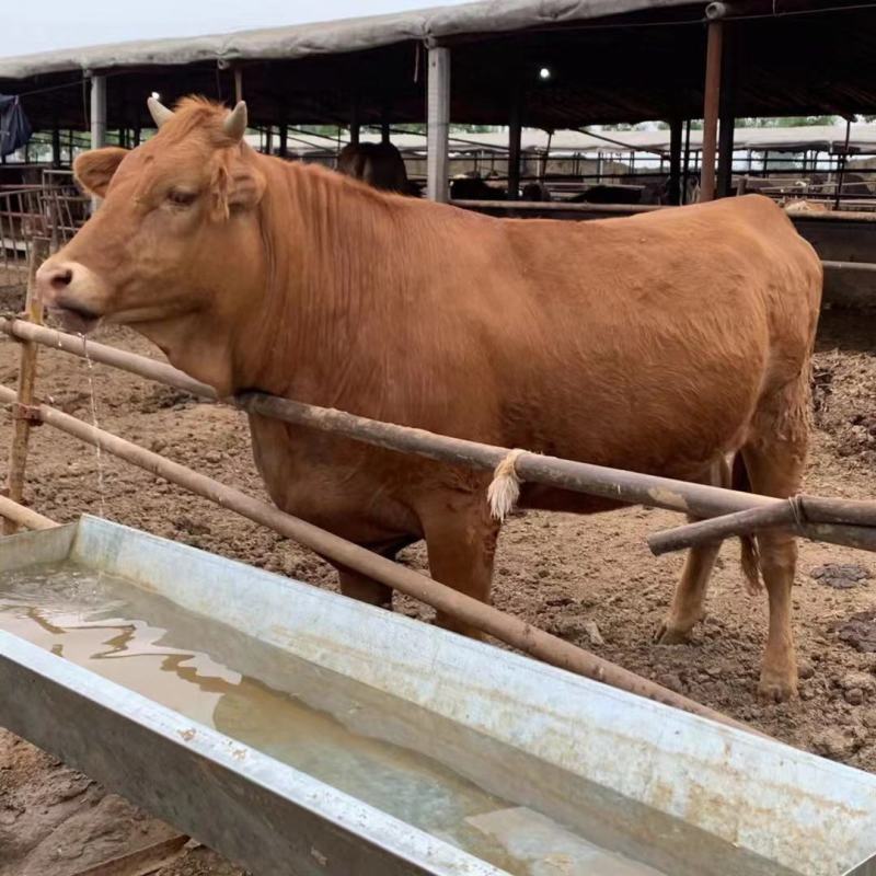 【直销】改良黄牛杂交牛犊肉牛全国免费送货十头送一头