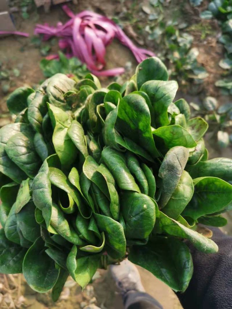 大叶菠菜，暖棚种植