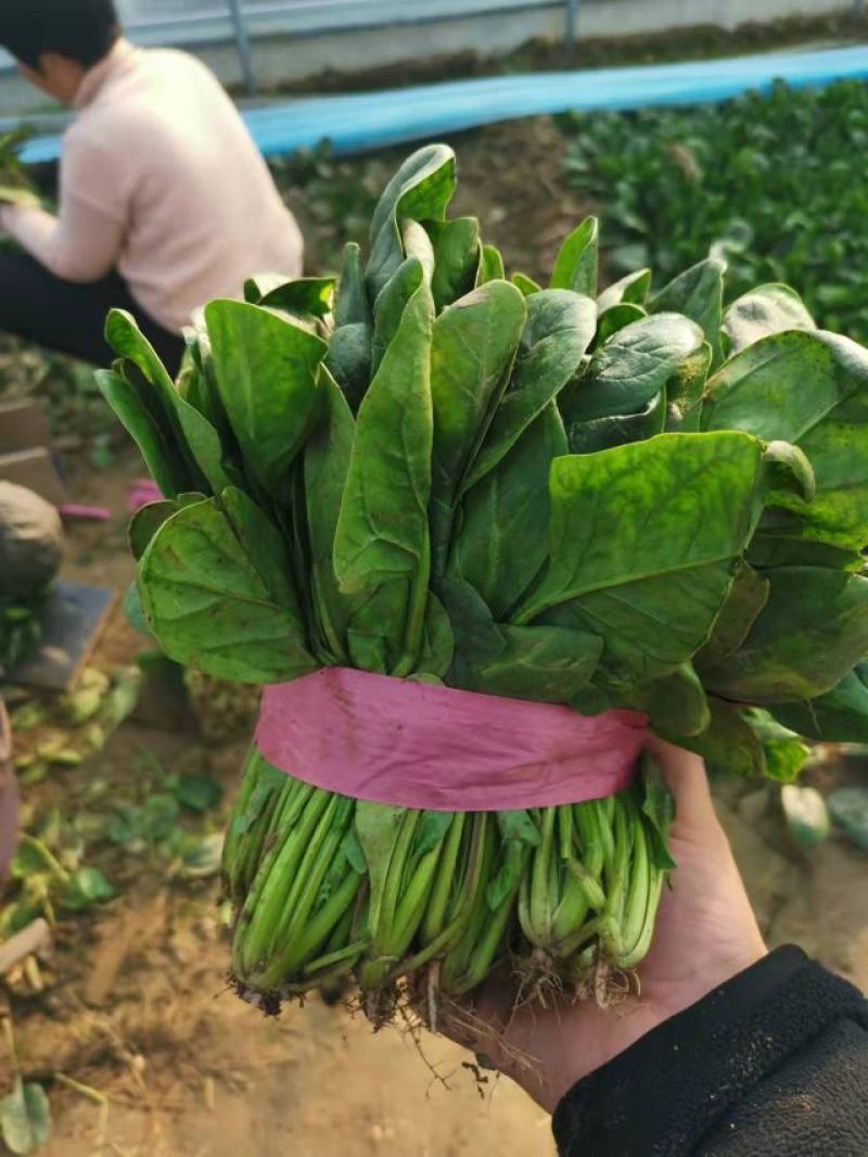 大叶菠菜，暖棚种植