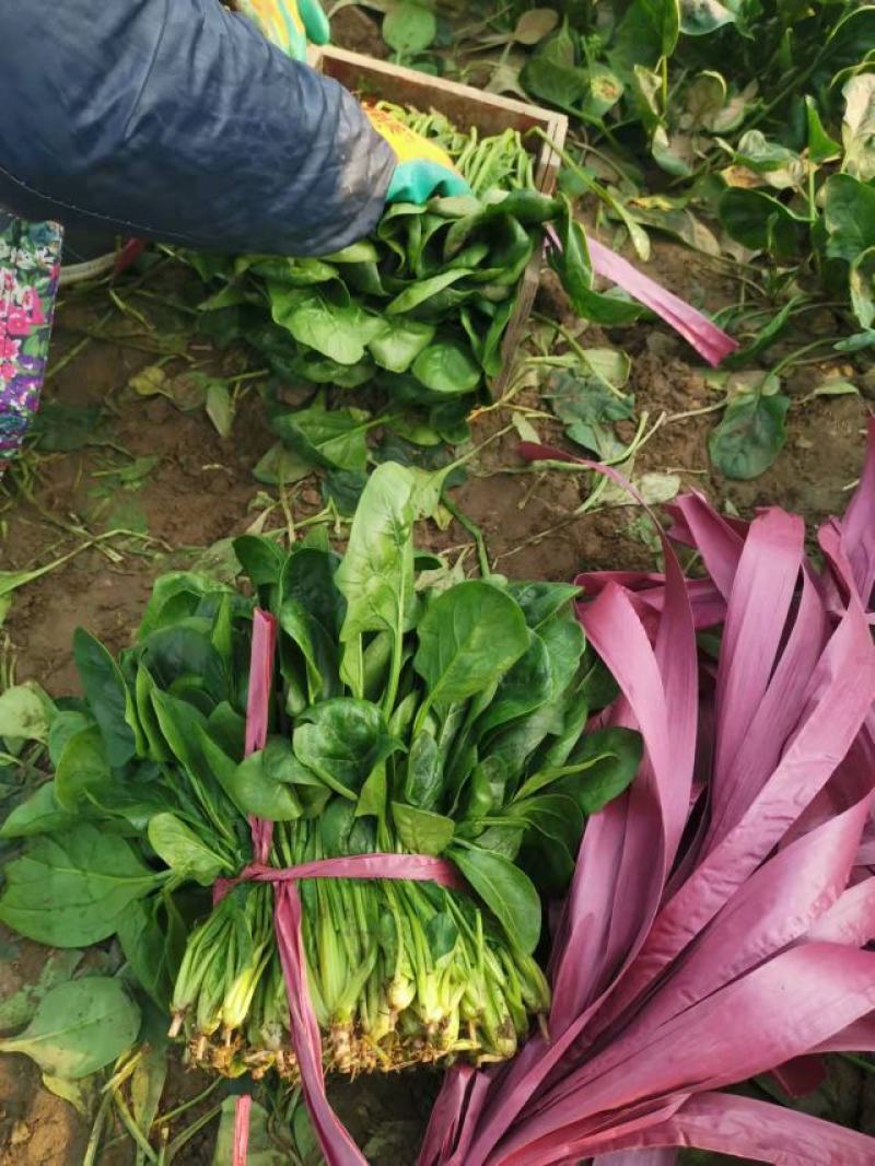 大叶菠菜，暖棚种植
