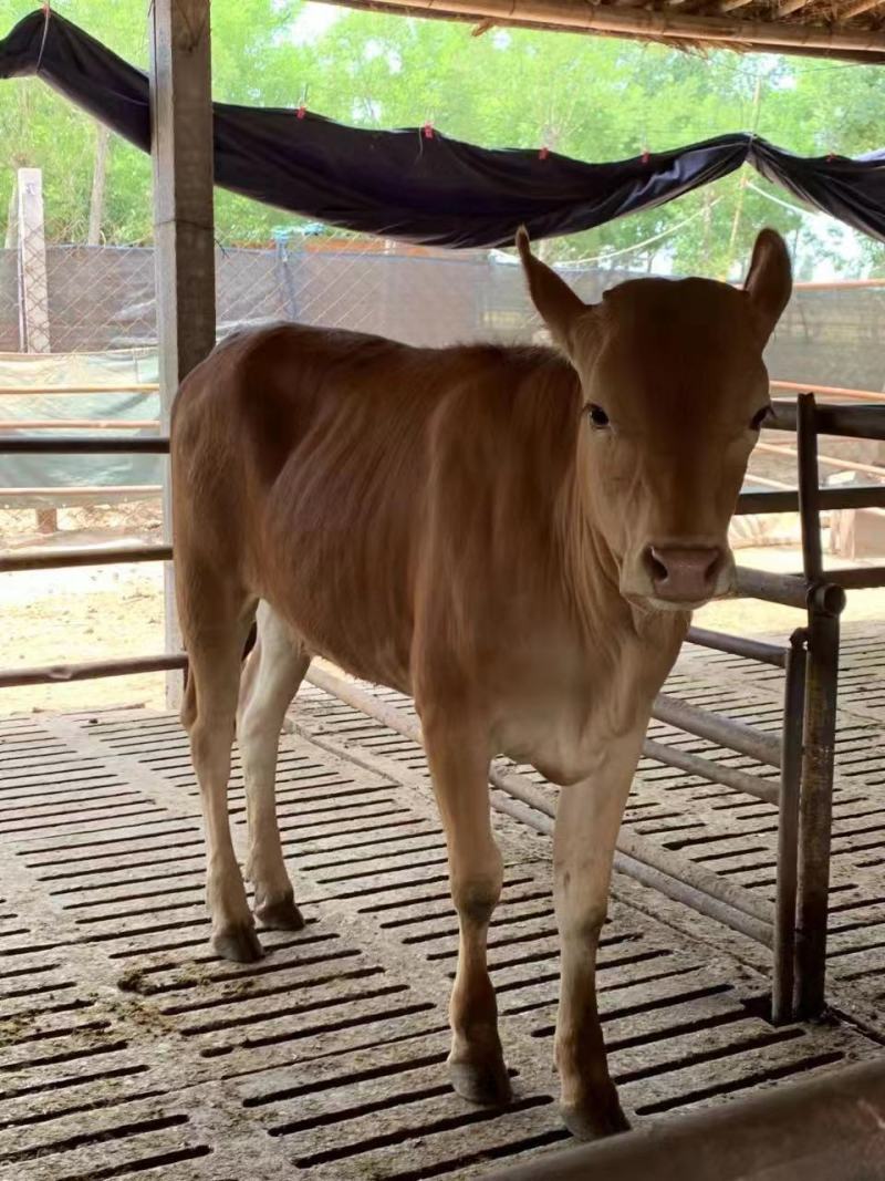 【直销】改良黄牛杂交牛犊肉牛全国免费送货十头送一头