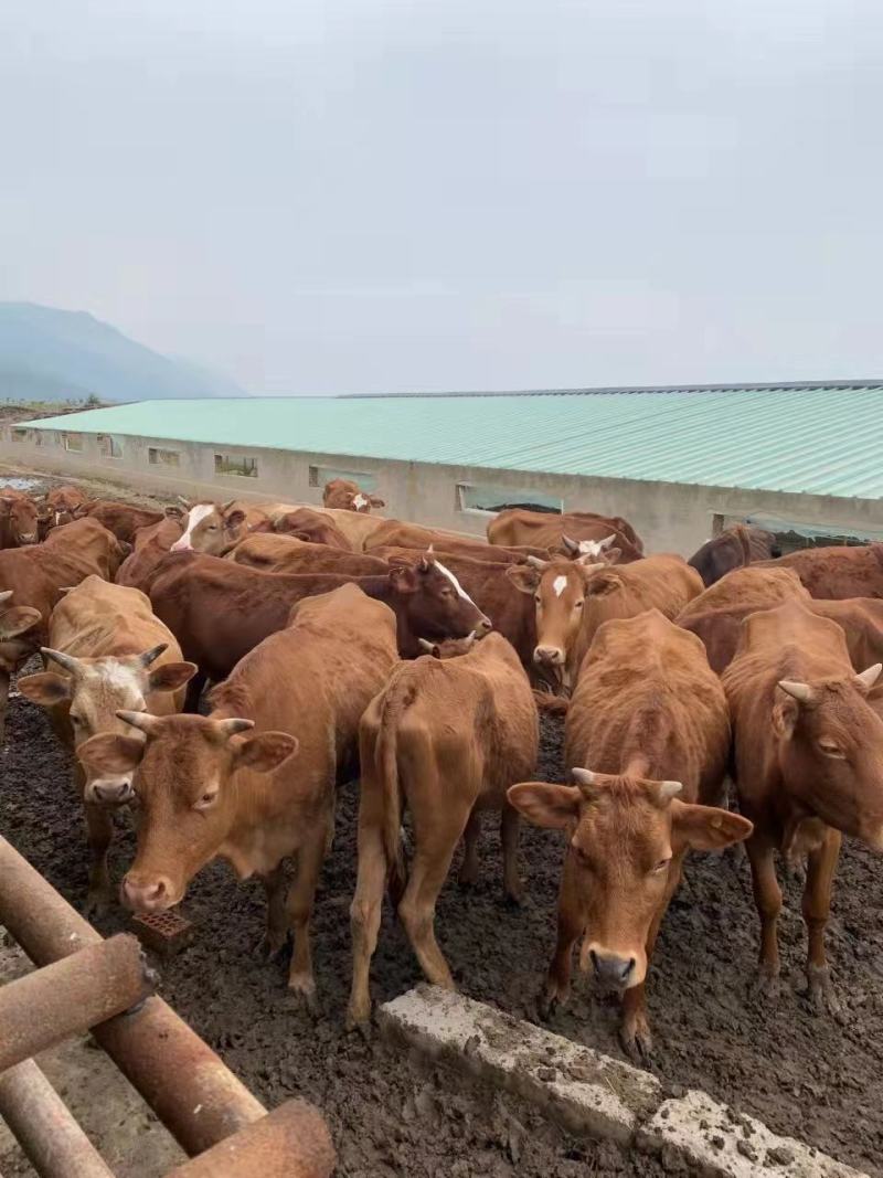 【直销】改良黄牛杂交牛犊肉牛全国免费送货十头送一头