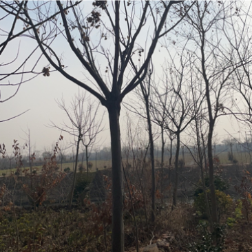 江苏精品黄票栾树全国供应规格齐全工程使用城市绿化节日装点