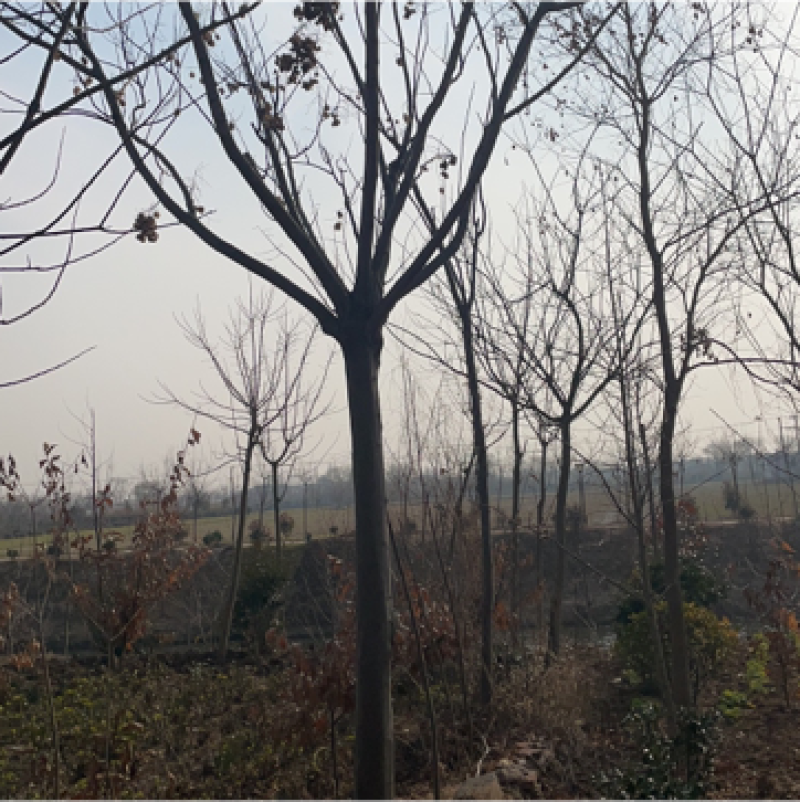 江苏精品黄票栾树全国供应规格齐全工程使用城市绿化节日装点