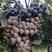 供应酿酒葡萄苗木，枝条，品种纯正，齐全，苗木数量大，欢迎