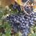 供应酿酒葡萄苗木，枝条，品种纯正，齐全，苗木数量大，欢迎