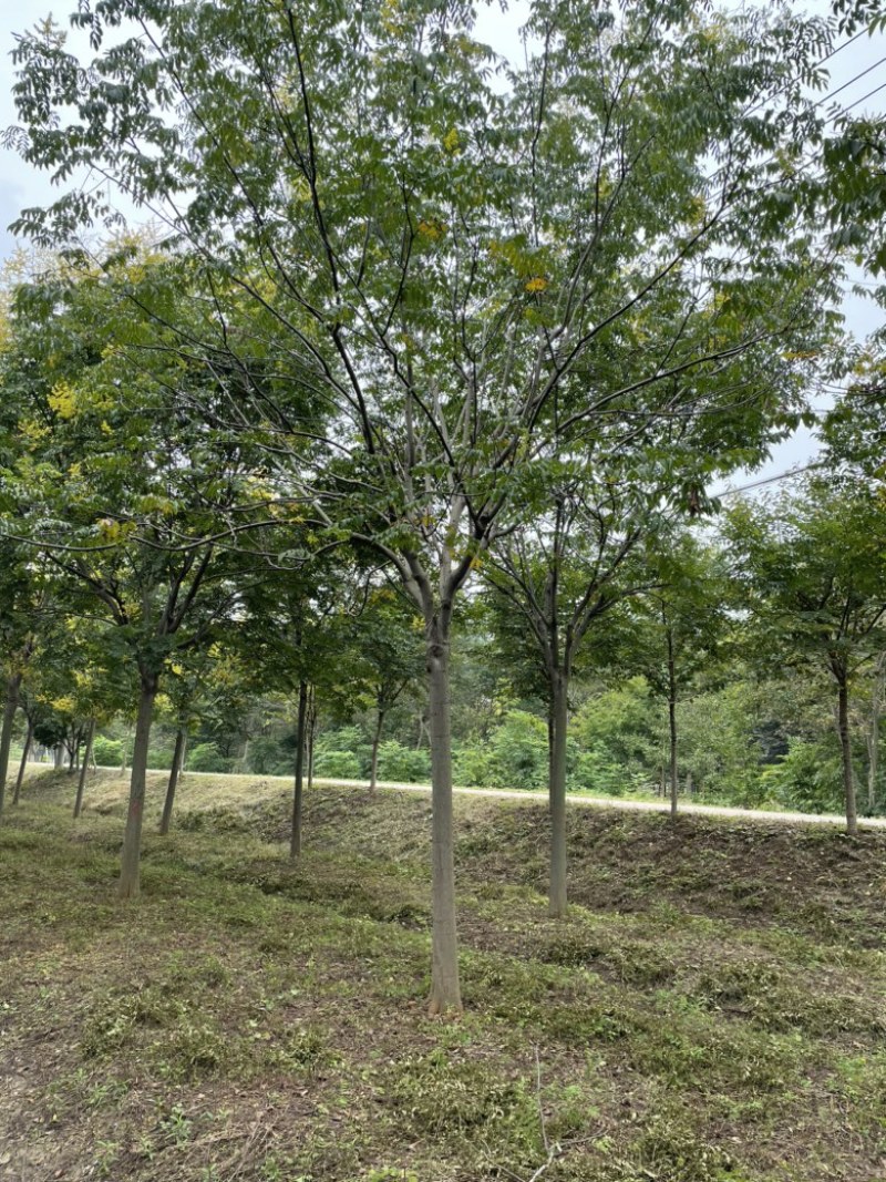 江苏精品黄票栾树全国供应规格齐全工程使用城市绿化节日装点