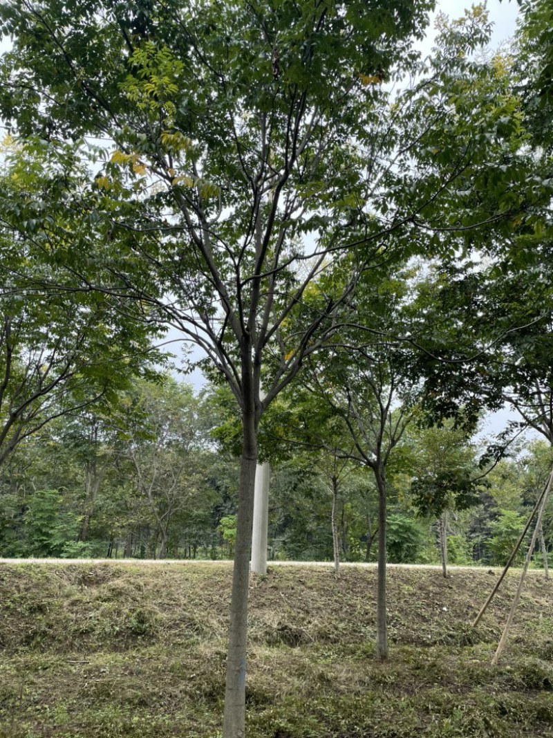 江苏精品黄票栾树全国供应规格齐全工程使用城市绿化节日装点