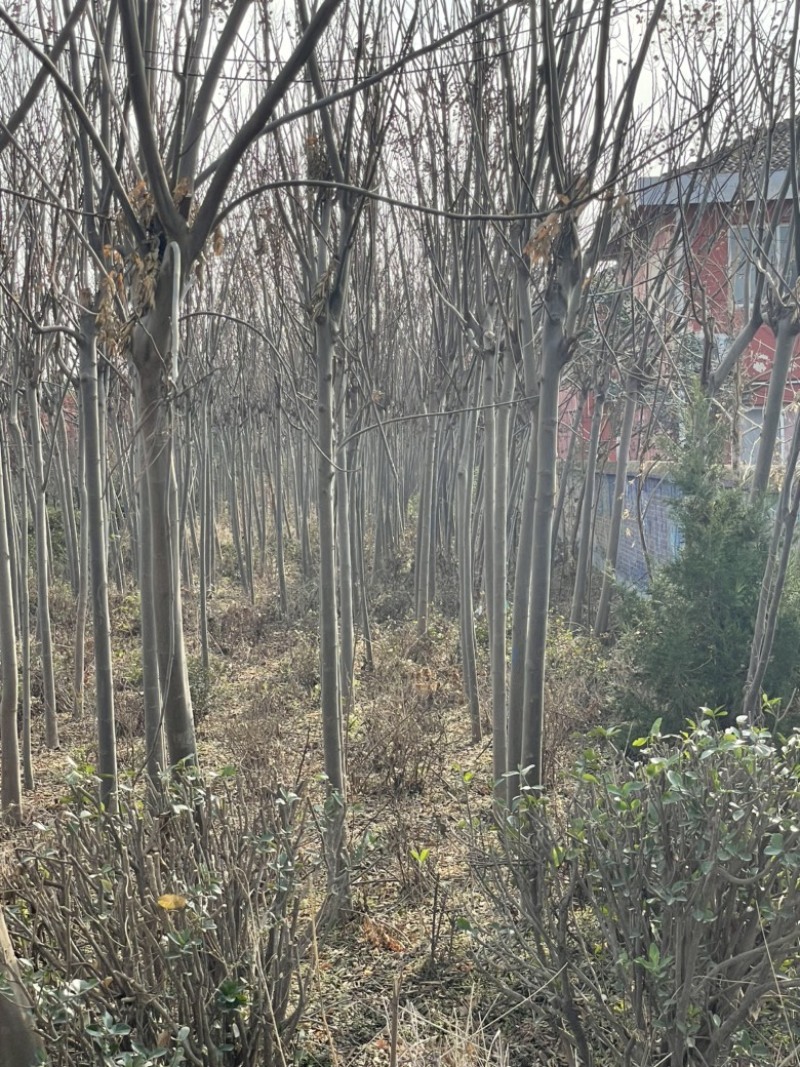 江苏精品黄票栾树全国供应规格齐全工程使用城市绿化节日装点