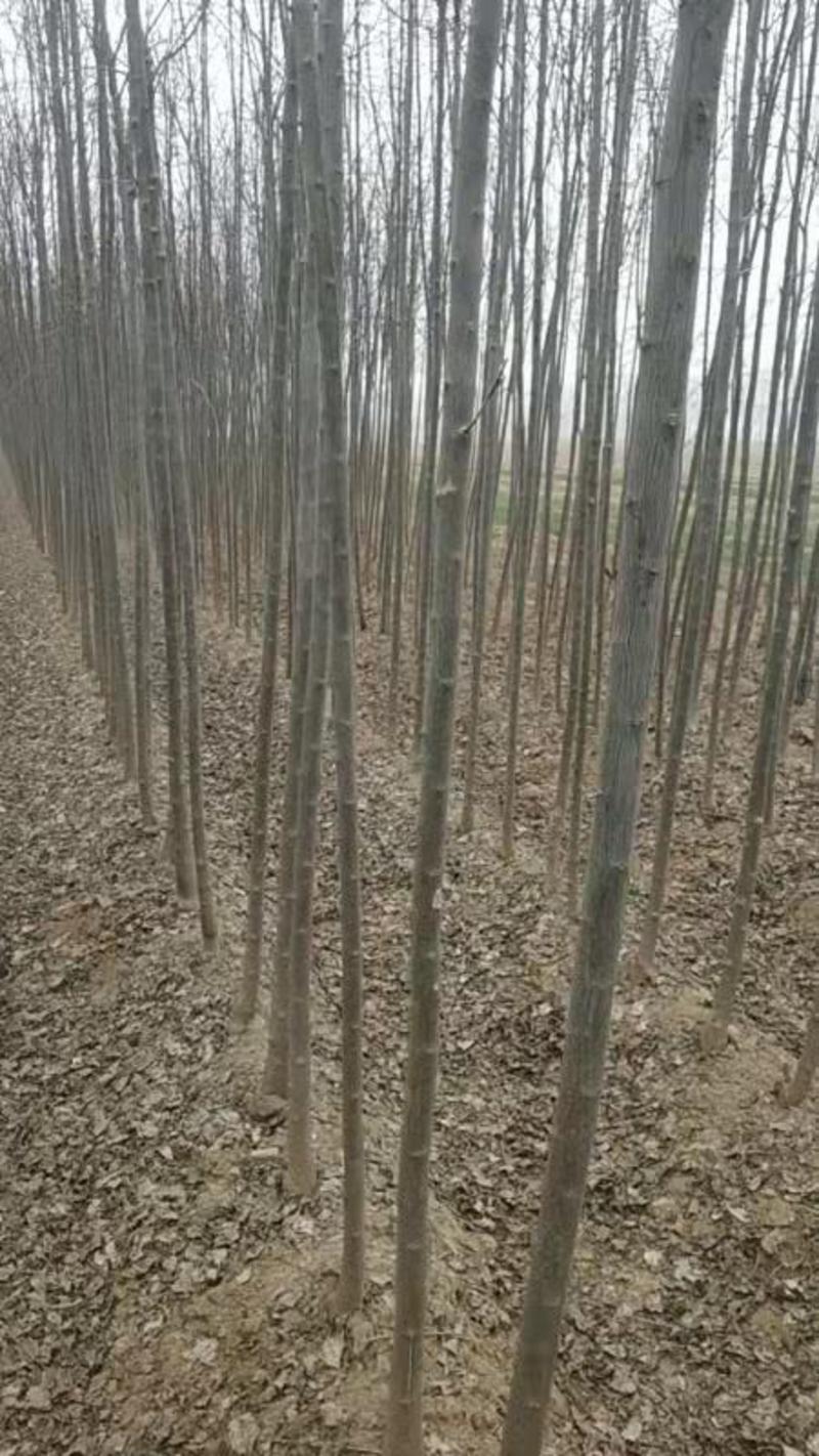 丝棉木小苗地径1公分至1.3公分高度80公分以上