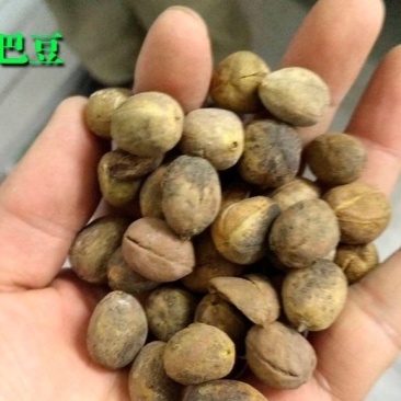 巴豆，巴豆霜，产地直供，道地药材，药典标准，支持线上交易