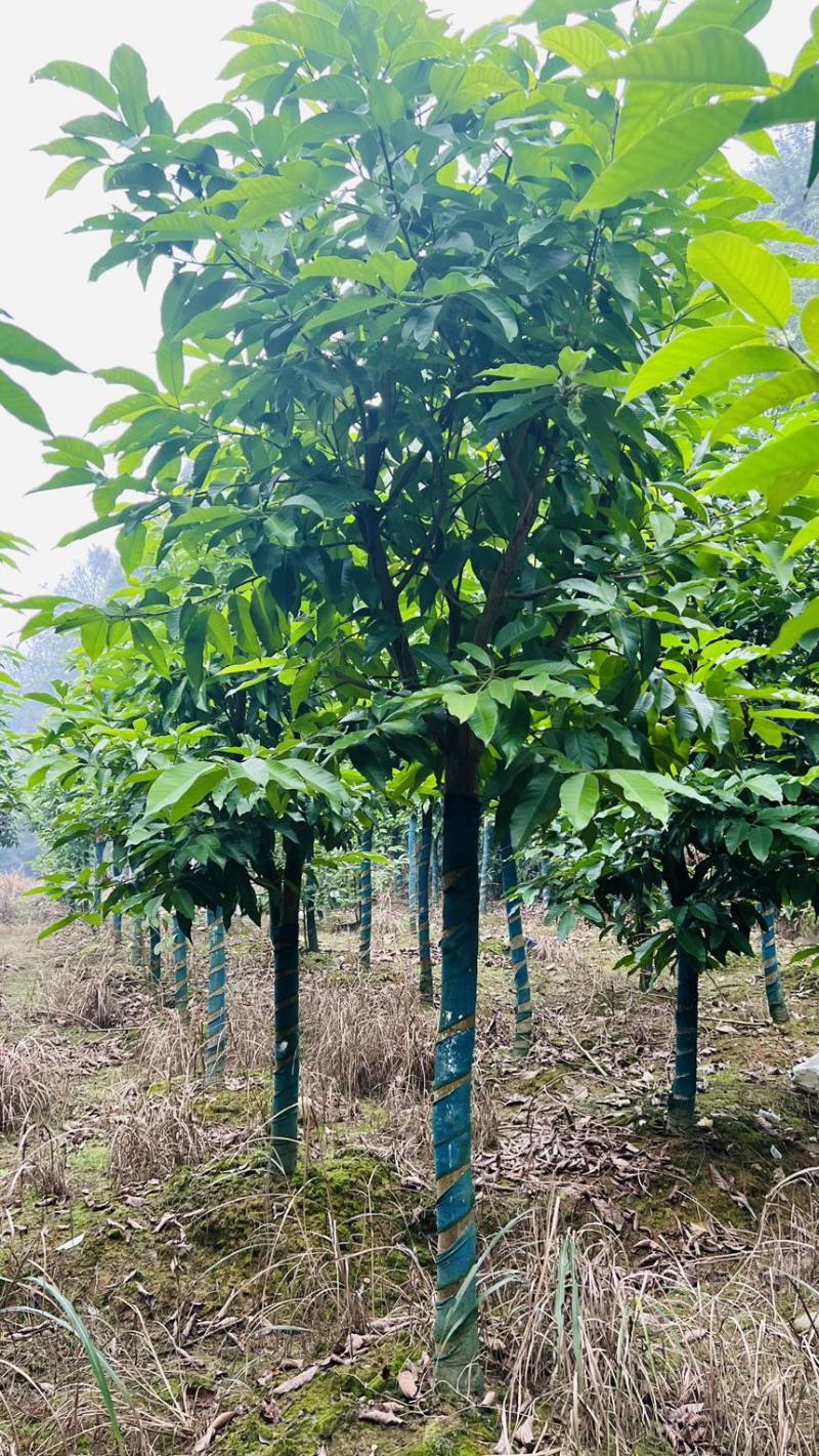 宜宾黄角兰|宜宾白兰种植基地