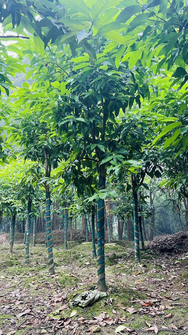 宜宾黄角兰|宜宾白兰种植基地