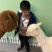 哪里有卖羊驼宠物羊驼白色小羊驼活体羊驼幼崽价格