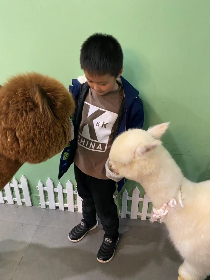 哪里有卖羊驼宠物羊驼白色小羊驼活体羊驼幼崽价格