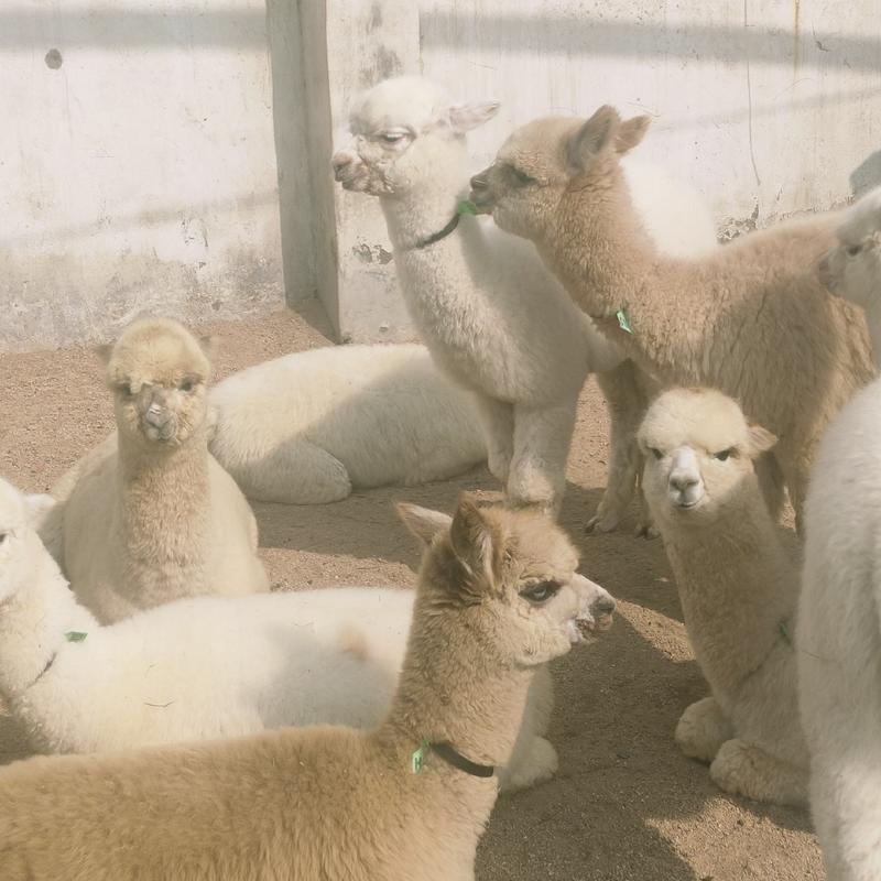 哪里有卖羊驼宠物羊驼白色小羊驼活体羊驼幼崽价格