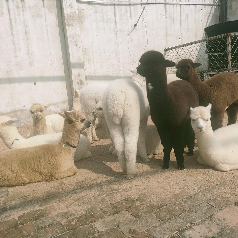 哪里有卖羊驼宠物羊驼白色小羊驼活体羊驼幼崽价格