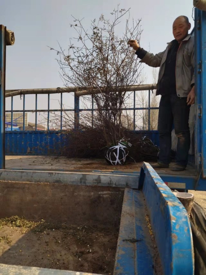 黄刺梅树苗，精品苗木，基地供应，免费提供种植技术，成活率