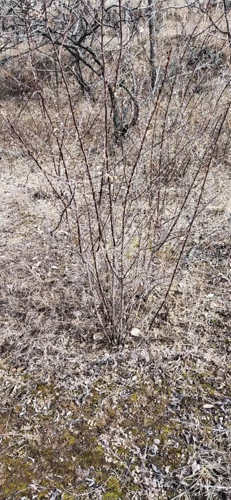 黄刺梅树苗，精品苗木，基地供应，免费提供种植技术，成活率
