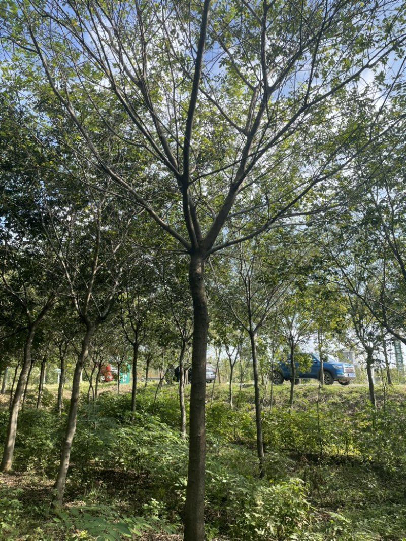 精品朴树大小规格齐全，全国发货！量大优惠！
