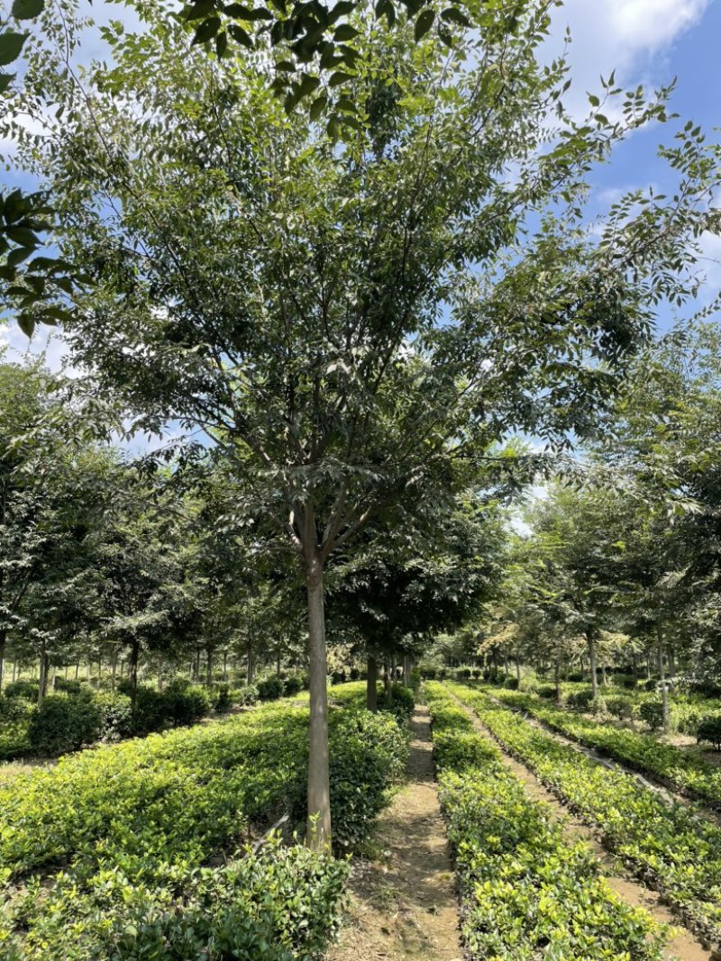 精品红榉树，全国发货，规格齐全，量大优惠