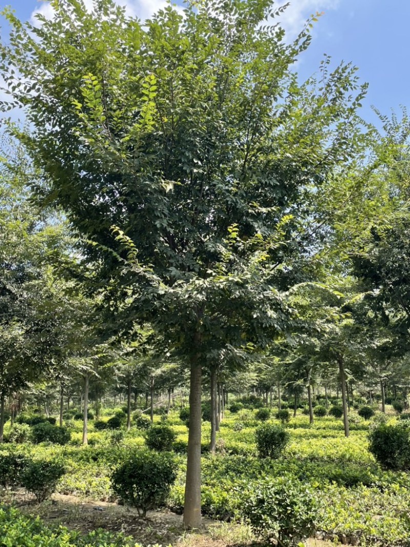 精品红榉树，全国发货，规格齐全，量大优惠