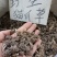 一手货源大货批发野生正品猫爪草猫抓草小毛莨各种规格
