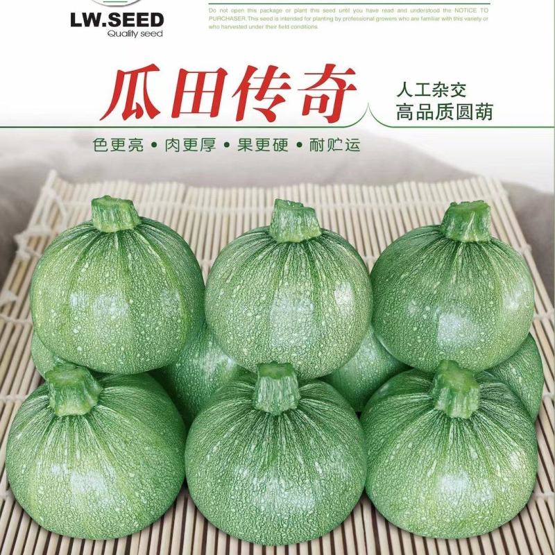 南瓜种子瓜田传奇短蔓早熟油亮品质优产量高