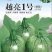 南瓜种子瓜田传奇短蔓早熟油亮品质优产量高