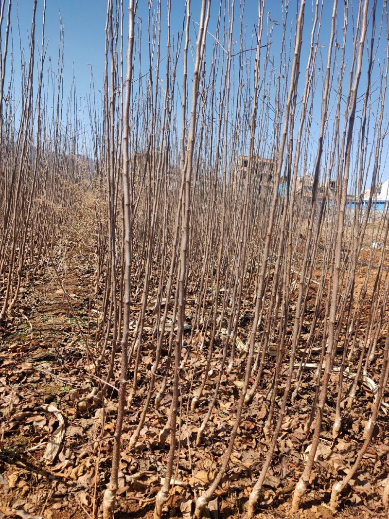 云南红露苹果苗！提供后期种植技术指导！欢迎了解