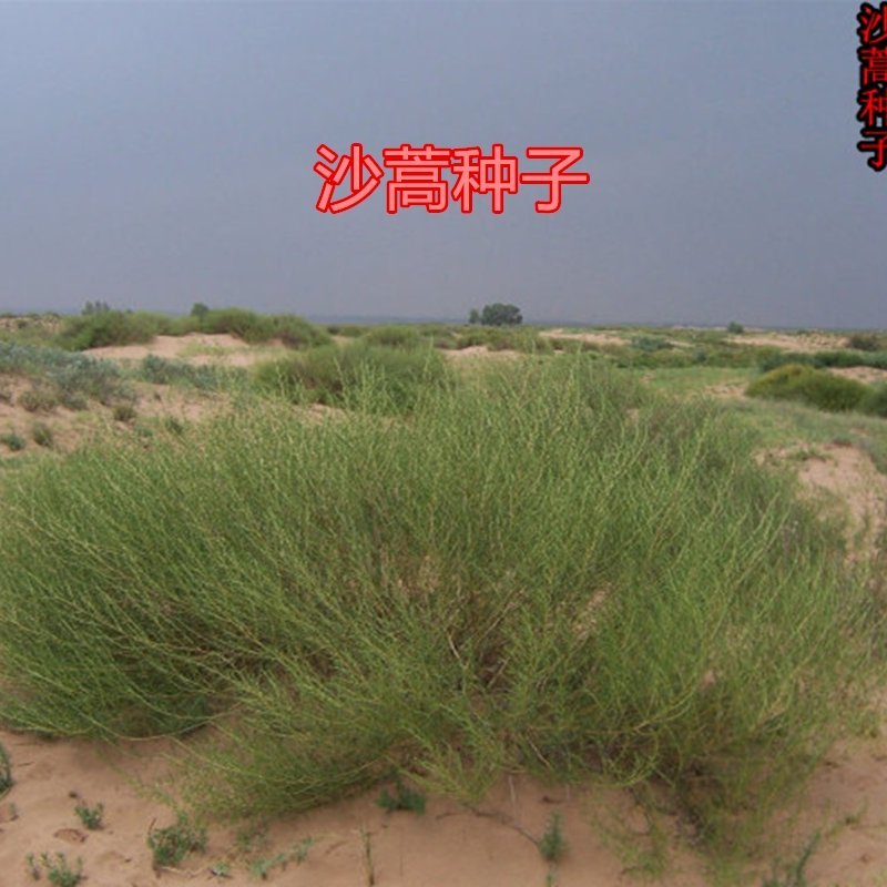 沙蒿籽沙蒿子沙蒿种子固沙牧草种籽草蒿荒地蒿荒漠蒿种子量大
