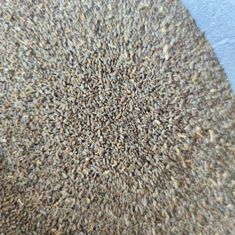 沙蒿籽沙蒿子沙蒿种子固沙牧草种籽草蒿荒地蒿荒漠蒿种子量大