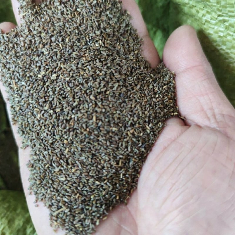 沙蒿籽沙蒿子沙蒿种子固沙牧草种籽草蒿荒地蒿荒漠蒿种子量大