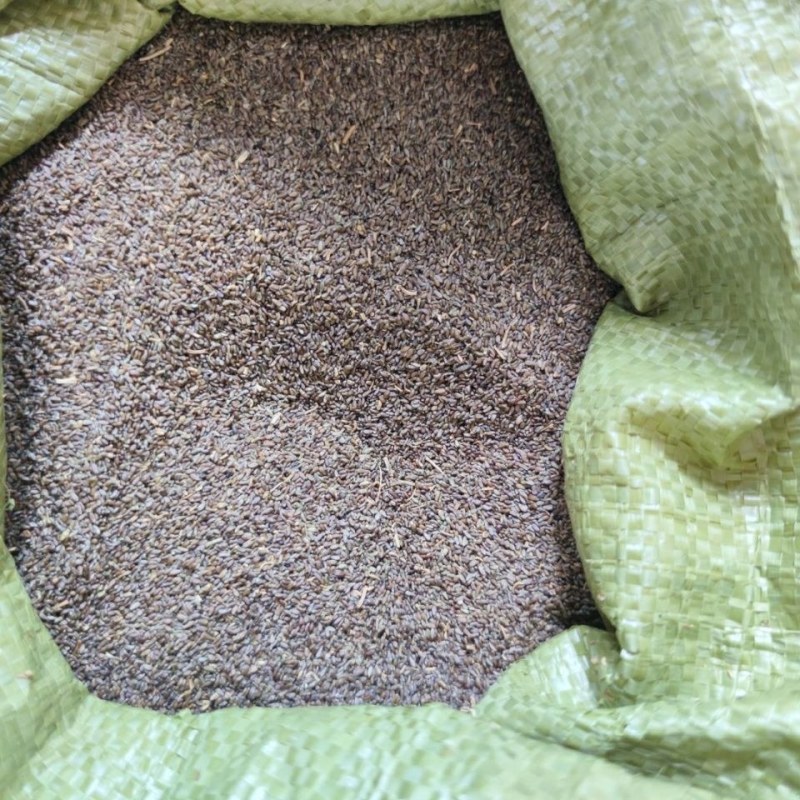 沙蒿籽沙蒿子沙蒿种子固沙牧草种籽草蒿荒地蒿荒漠蒿种子量大