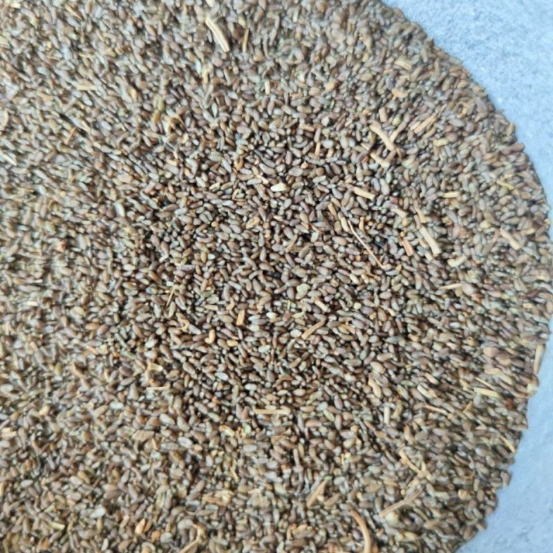 沙蒿籽沙蒿子沙蒿种子固沙牧草种籽草蒿荒地蒿荒漠蒿种子量大