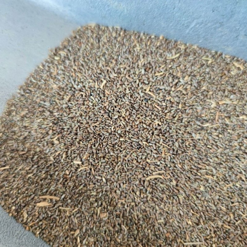 沙蒿籽沙蒿子沙蒿种子固沙牧草种籽草蒿荒地蒿荒漠蒿种子量大