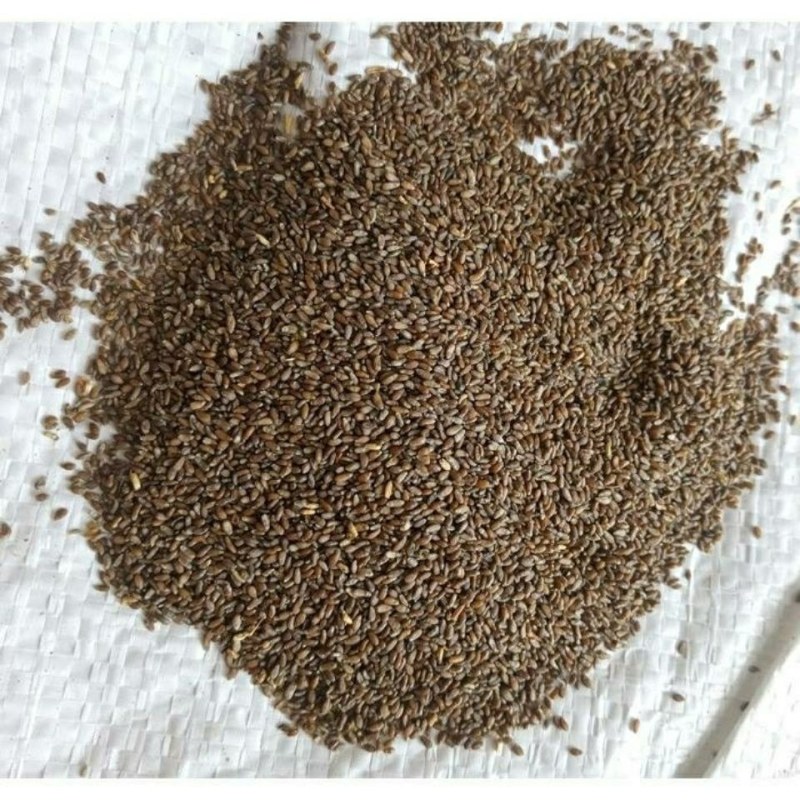 沙蒿籽沙蒿子沙蒿种子固沙牧草种籽草蒿荒地蒿荒漠蒿种子量大