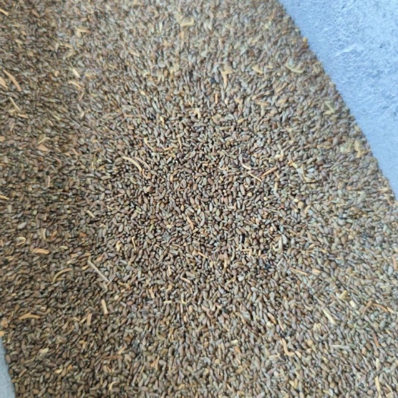 沙蒿籽沙蒿子沙蒿种子固沙牧草种籽草蒿荒地蒿荒漠蒿种子量大