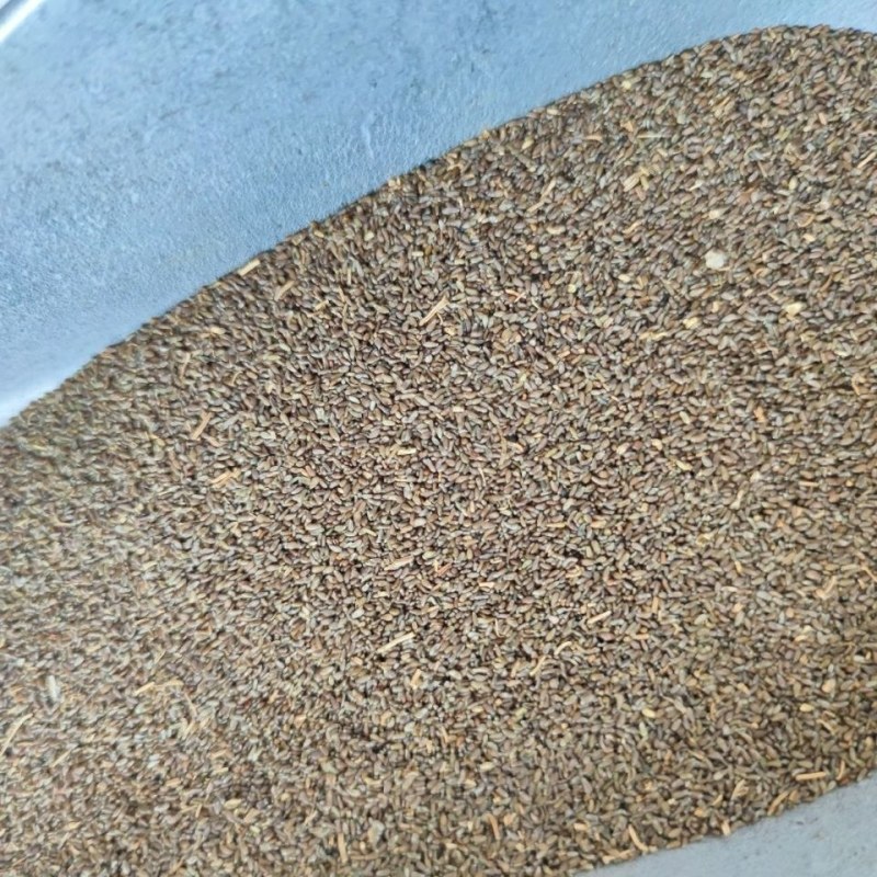 沙蒿籽沙蒿子沙蒿种子固沙牧草种籽草蒿荒地蒿荒漠蒿种子量大