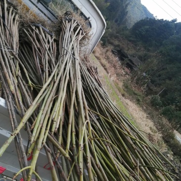 油桐苗大量供应中！有千年桐，三年桐供应！