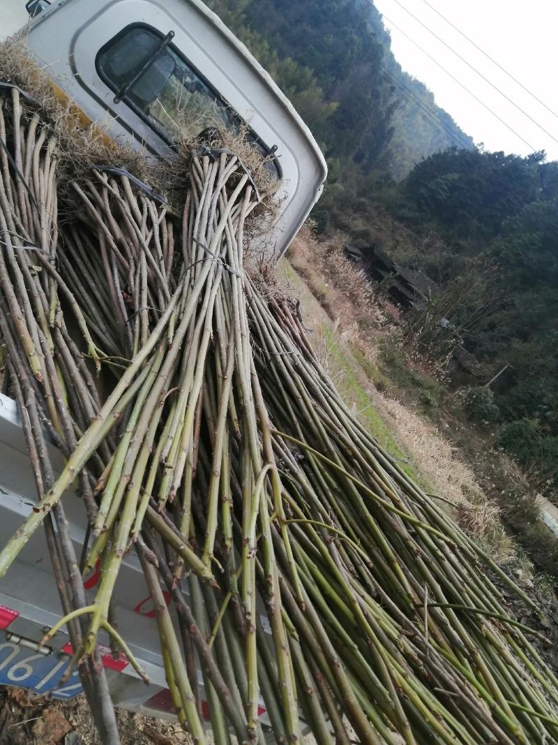 油桐苗大量供应中！有千年桐，三年桐供应！