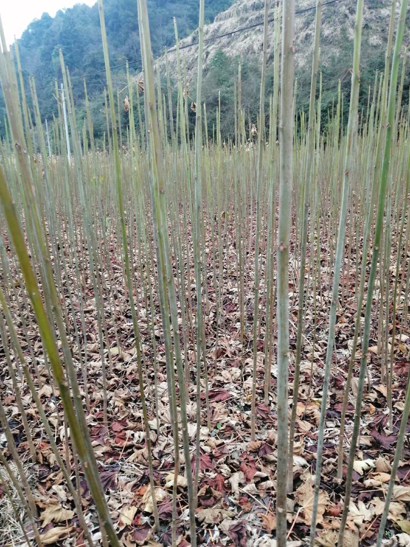 油桐苗大量供应中！有千年桐，三年桐供应！
