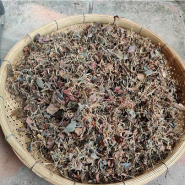 仿野生金线莲干品，小苗，不碎，跟纯野生很似，味道很香