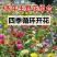 野花组合草花种子百日草重瓣太阳花种子花海造景观赏庭院