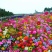 野花组合草花种子百日草重瓣太阳花种子花海造景观赏庭院