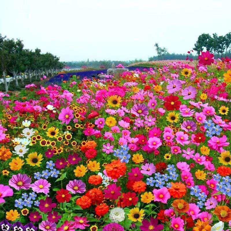 野花组合草花种子百日草重瓣太阳花种子花海造景观赏庭院