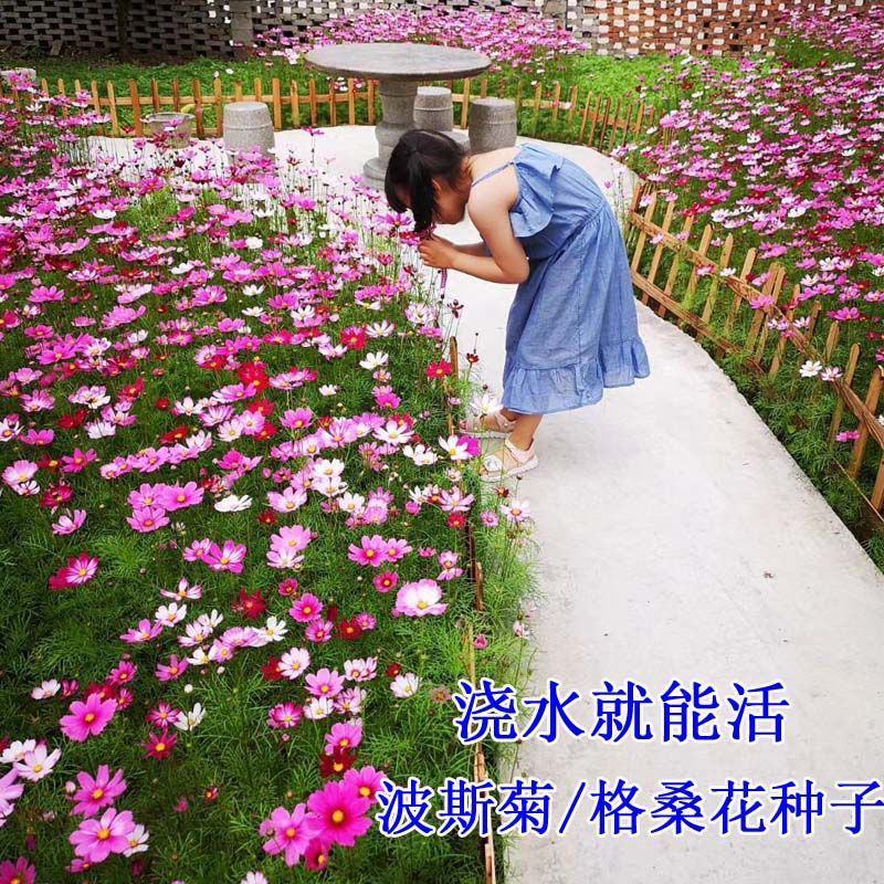 野花组合草花种子百日草重瓣太阳花种子花海造景观赏庭院
